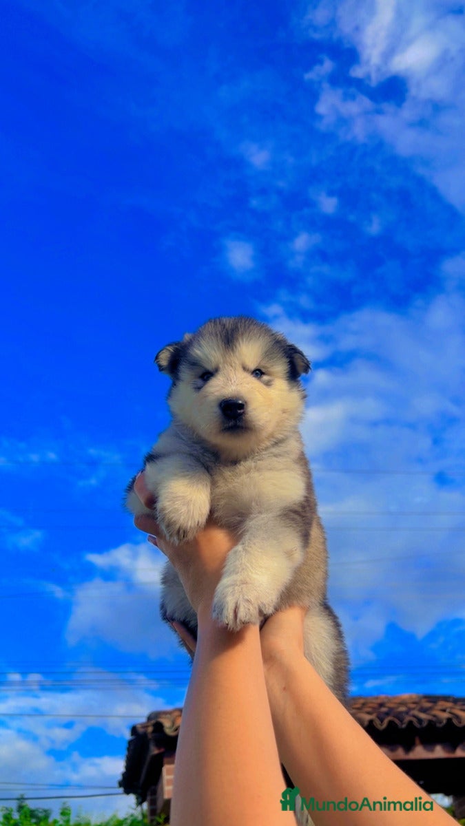 Husky Siberiano perros HUSKY SIBERIANO ( CACHORROS )  - Anuncio 5