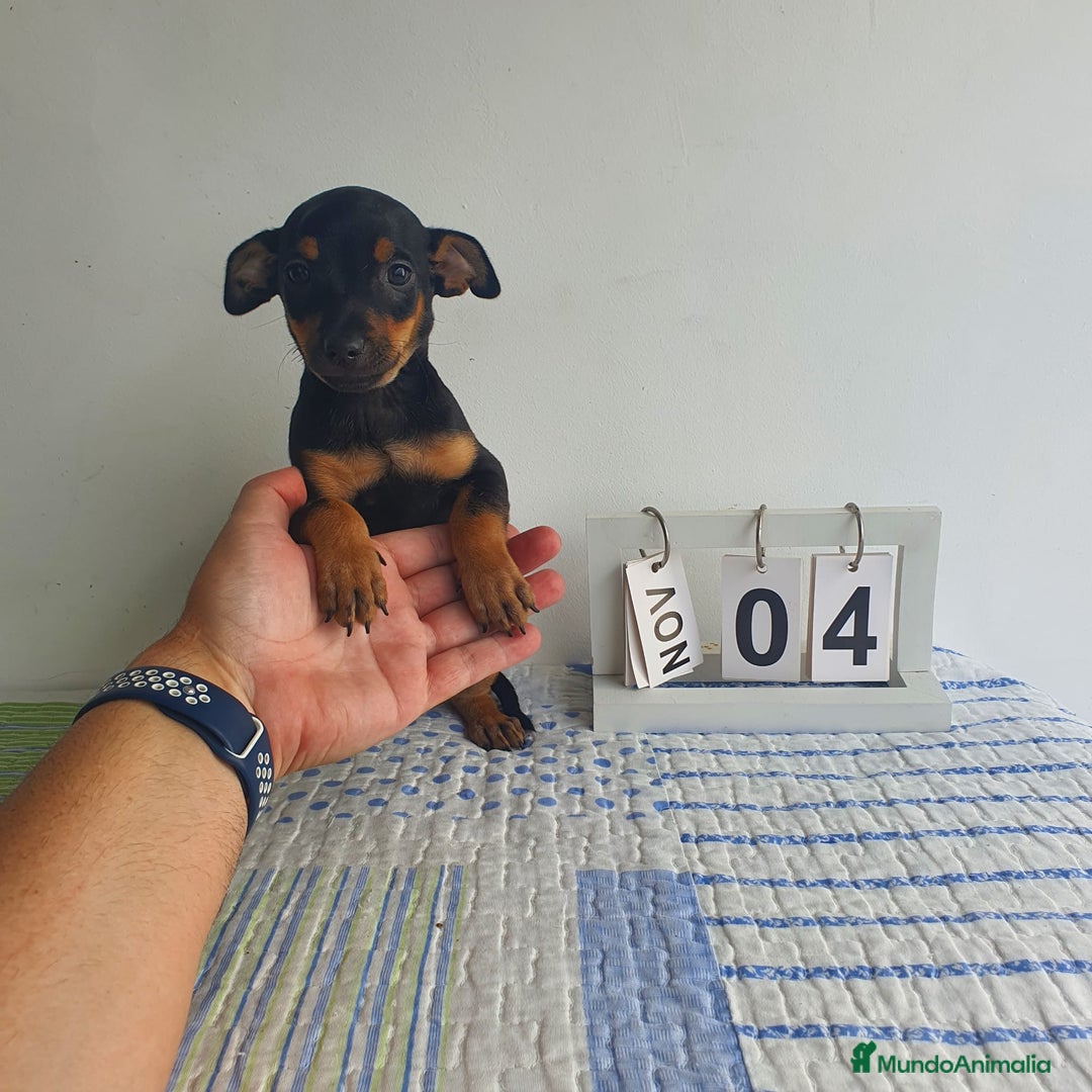 Pinscher Miniatura perros en venta: Pinscher mini - Imagen 4