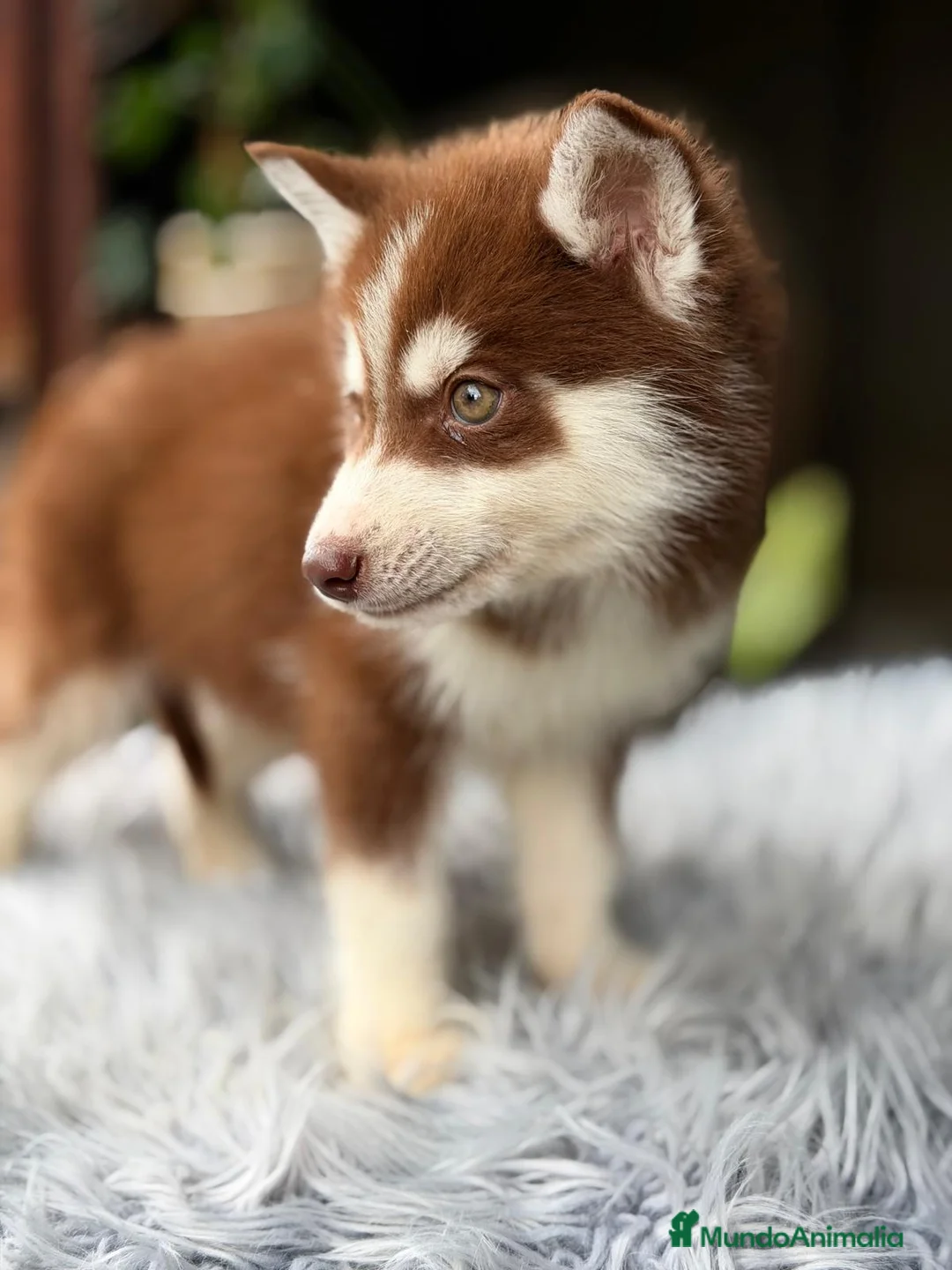 Husky Siberiano perros en venta: HUSKY CHOCOLATE Y BLANCO - Anuncio 2