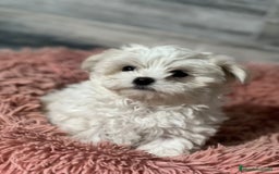 Bichón Maltés perros en venta: BICHON MALTES - Imagen 1