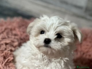 Bichón Maltés perros - Anuncio 1