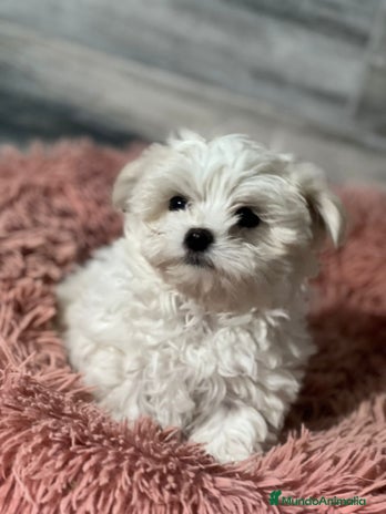 Bichón Maltés perros - Anuncio 1