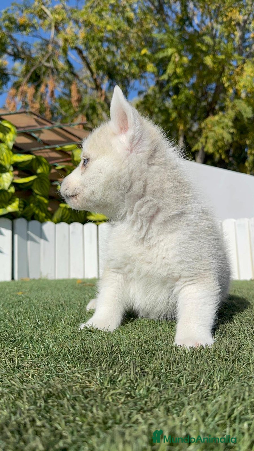 Husky Siberiano perros en venta: HUSKY  - Anuncio 2