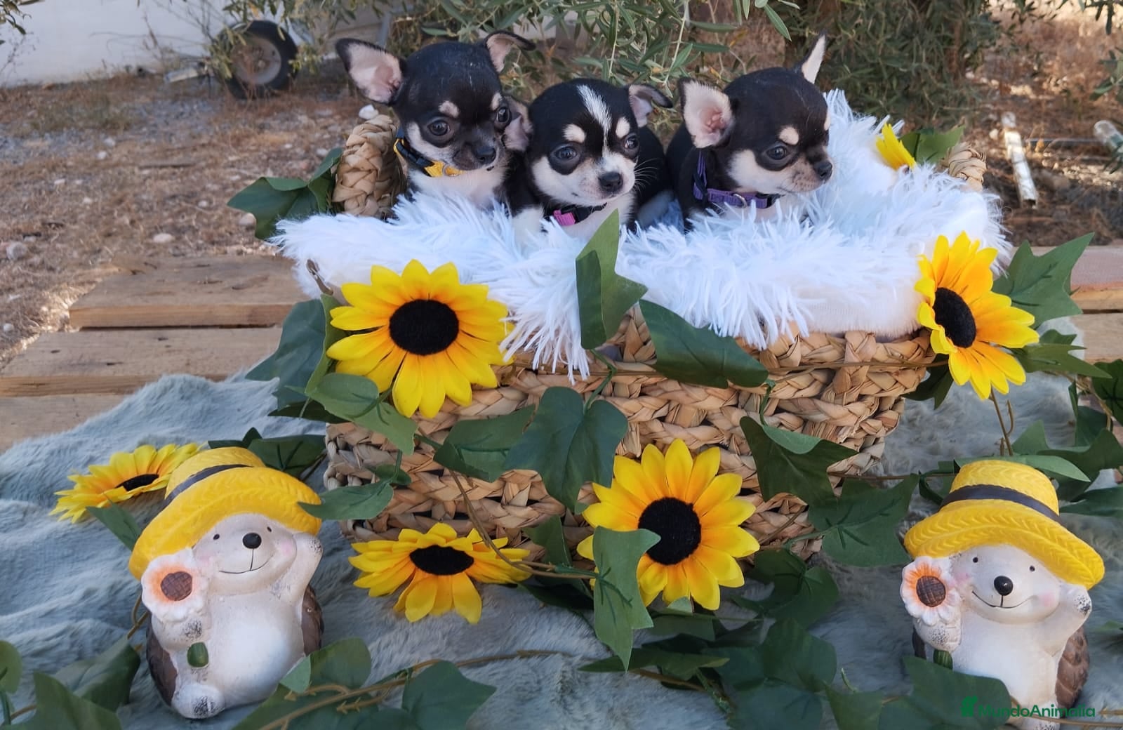 Chihuahua perros CHIHUAHUAS TOYS  - Anuncio 1