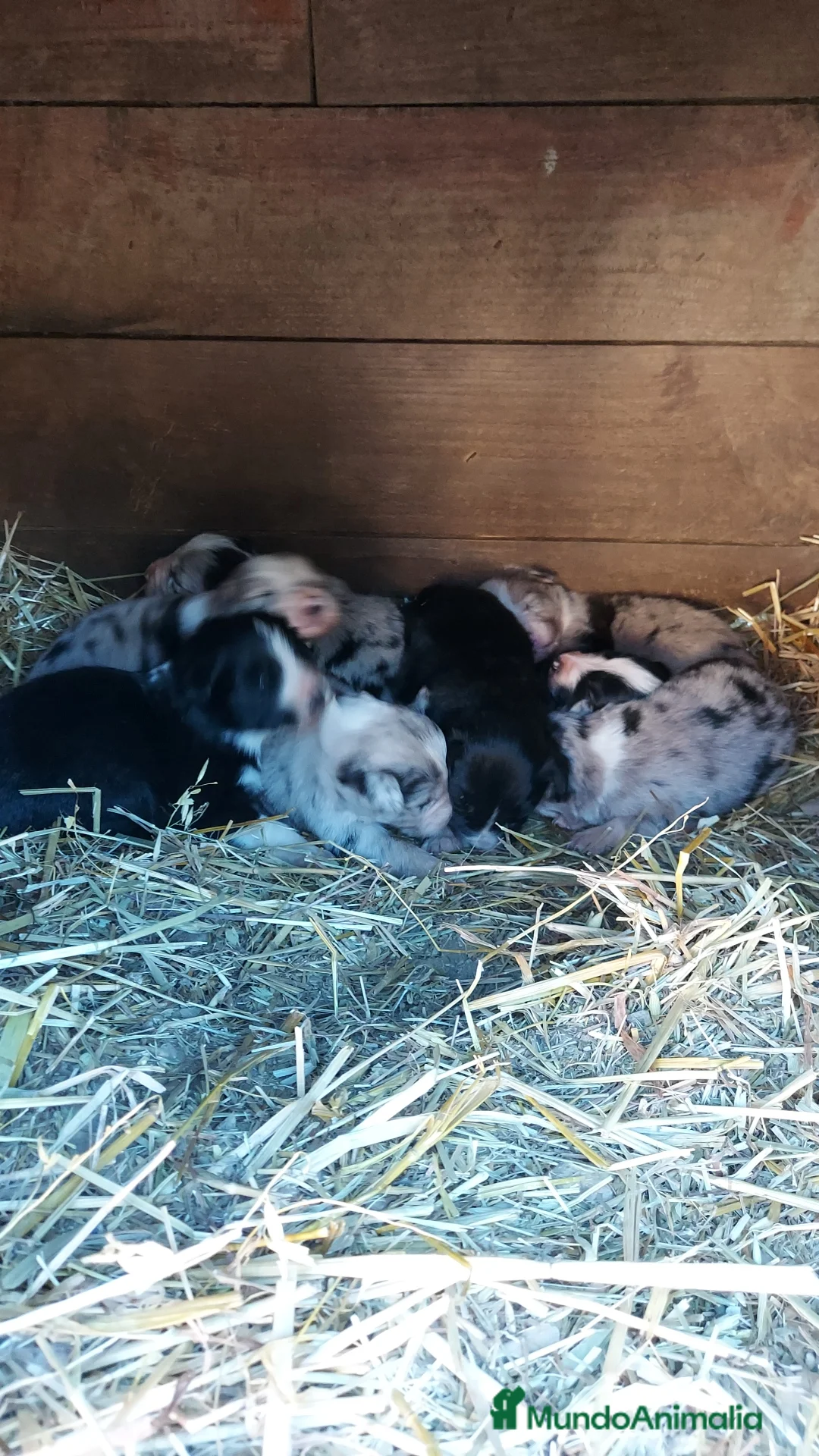 Border Collie perros en venta: border collies blancos y negros en Barcelona - Anuncio 5