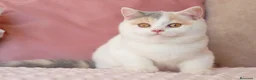 Británico de Pelo Corto gatos en venta: Próximas camadas British Shorthair | Candy Clouds - Anuncio 1