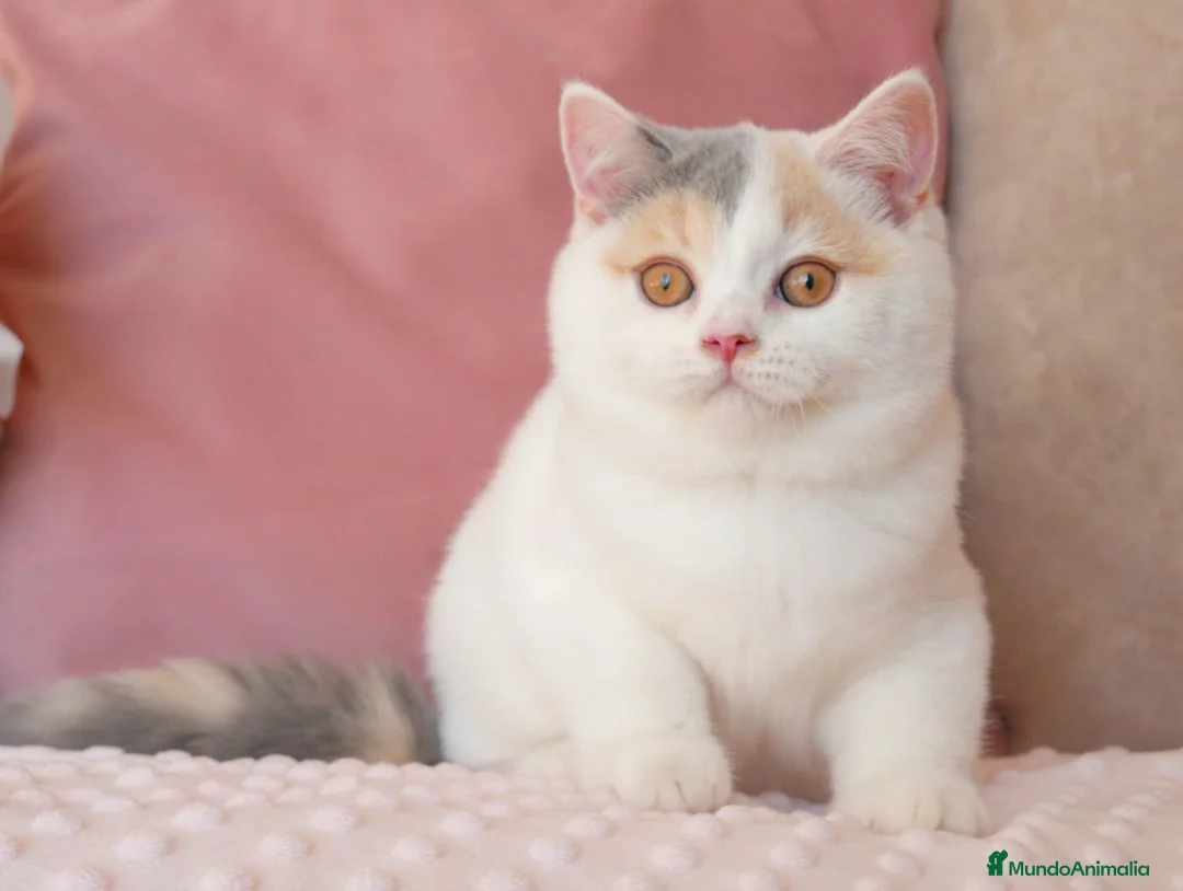 Británico de Pelo Corto gatos en venta: Próximas camadas British Shorthair | Candy Clouds - Anuncio 1