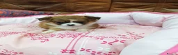 Chihuahua perros en venta: CHIHUAHUA TOY  - Anuncio 4