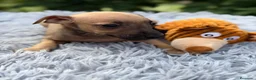 Pequeño Lebrel Italiano perros en venta: PEQUEÑO LEBREL ITALIANO PICCOLO - Anuncio 6