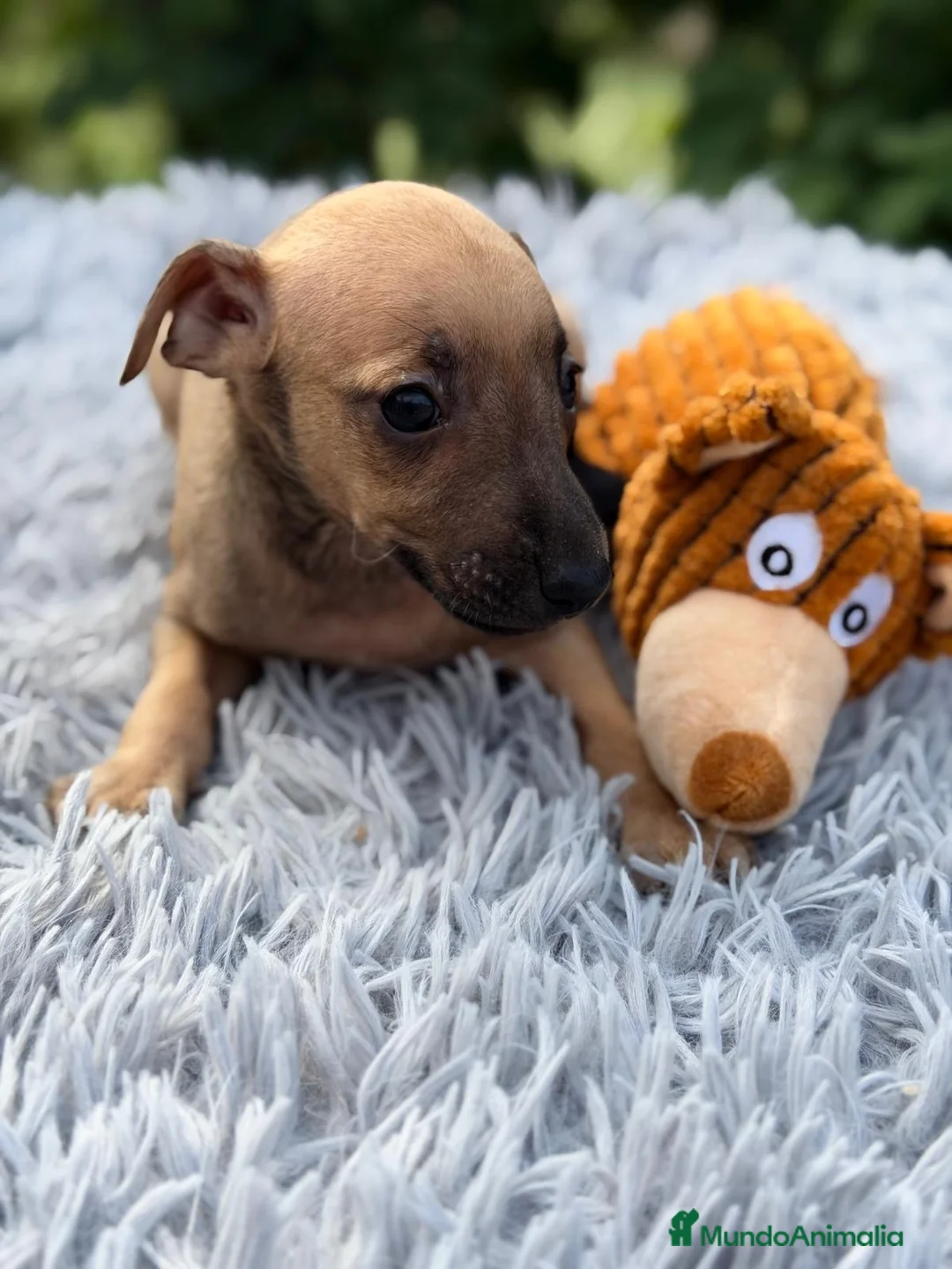 Pequeño Lebrel Italiano perros en venta: PEQUEÑO LEBREL ITALIANO PICCOLO - Anuncio 6