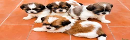 Shih Tzu perros en venta: Bebés de Shih Tzu - Anuncio 1