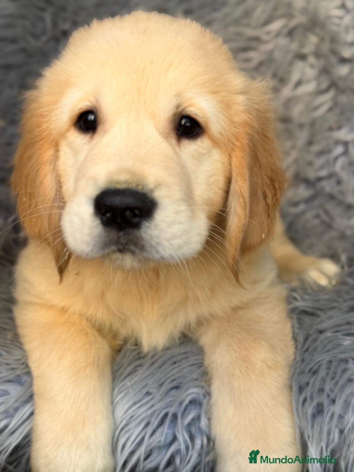 Golden Retriever perros en venta: Espectacular golden retriever  - Anuncio 3