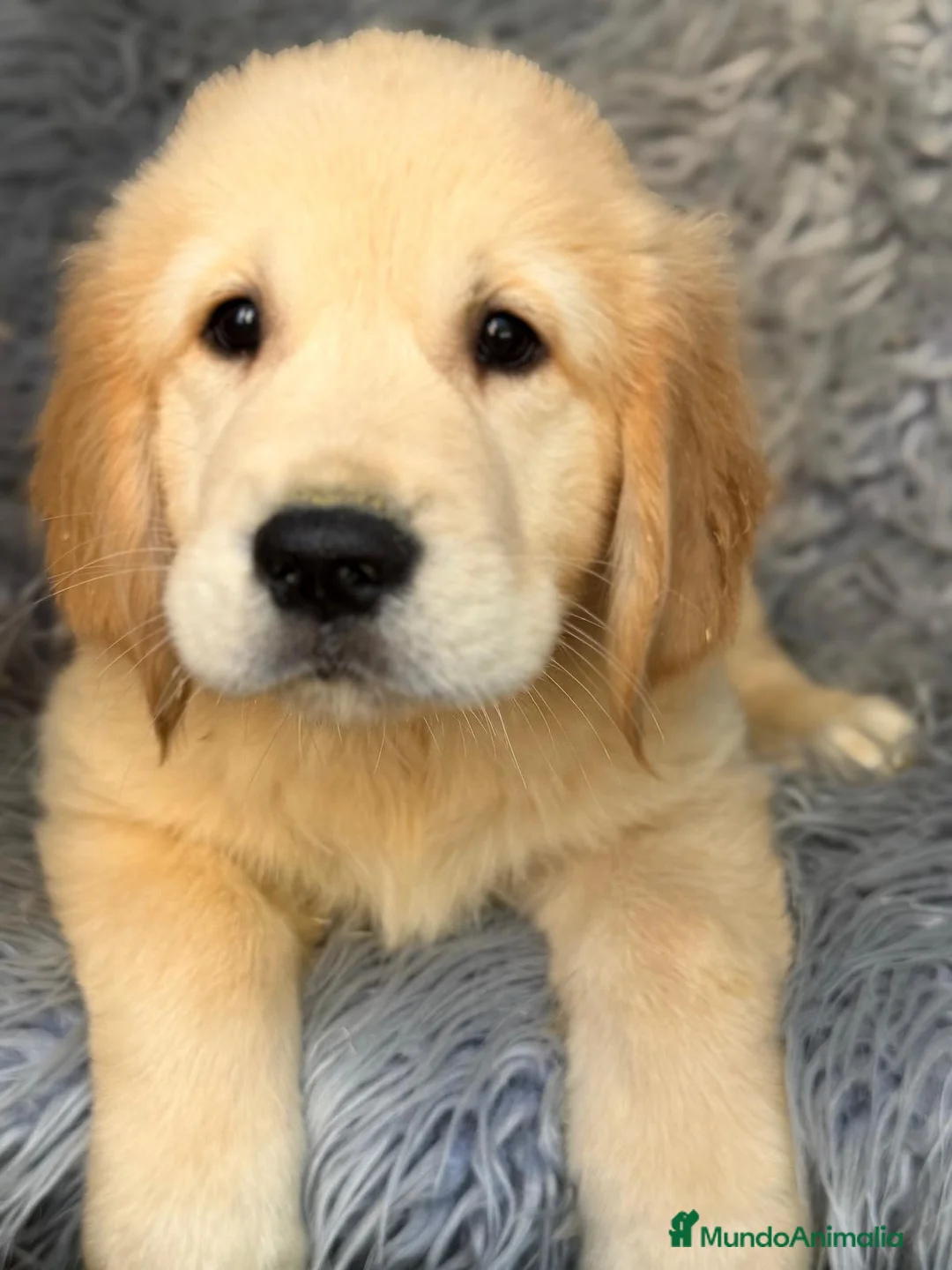 Golden Retriever perros en venta: Espectacular golden retriever  - Anuncio 1