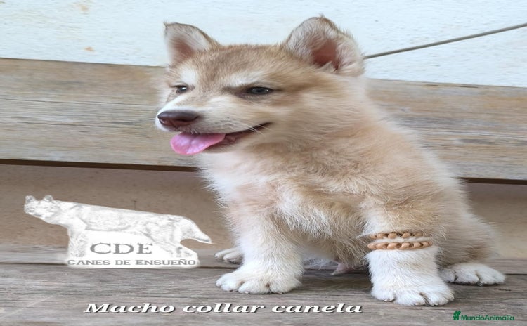 Husky Siberiano perros - Anuncio 2