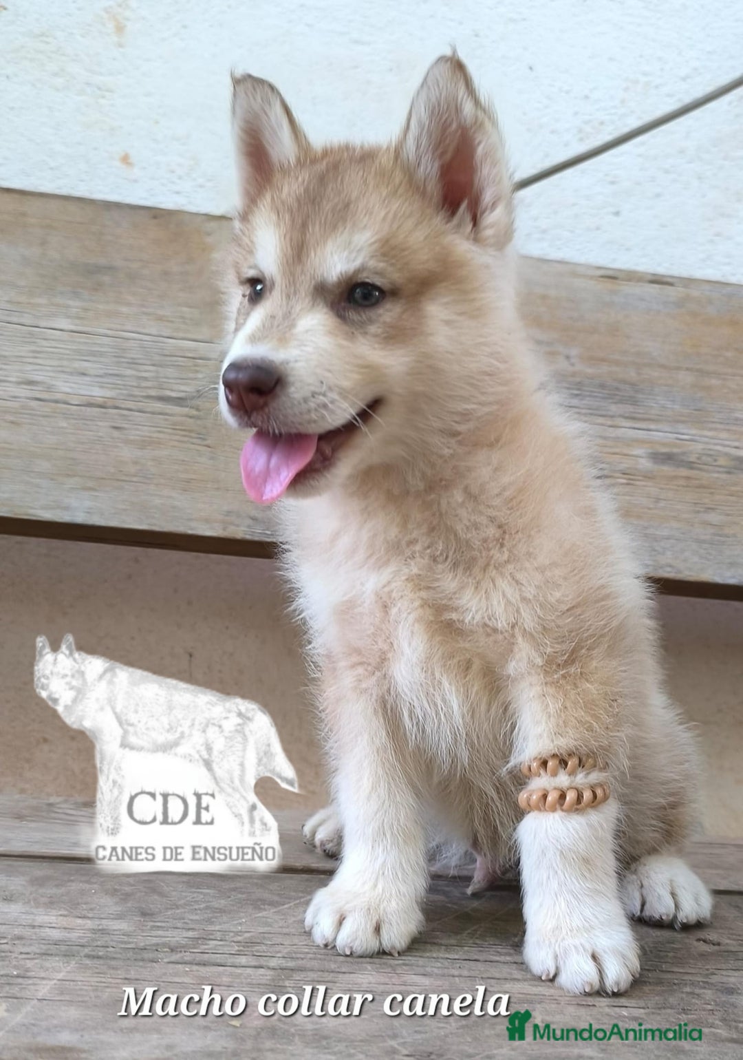 Husky Siberiano perros en venta: Husky siberiano de calidad - Imagen 1