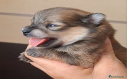 Pomerania perros en venta: Pomerania  - Imagen 1