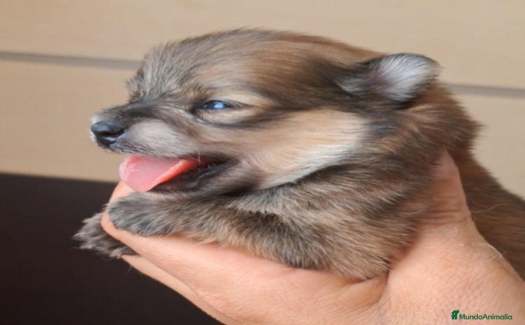 Pomerania perros - Anuncio 6