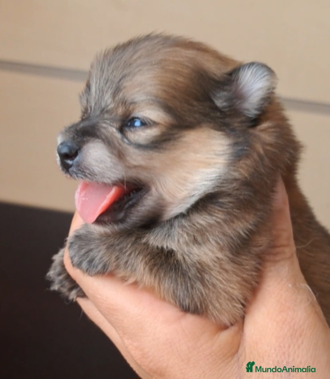 Pomerania perros en venta: Pomerania  - Imagen 1