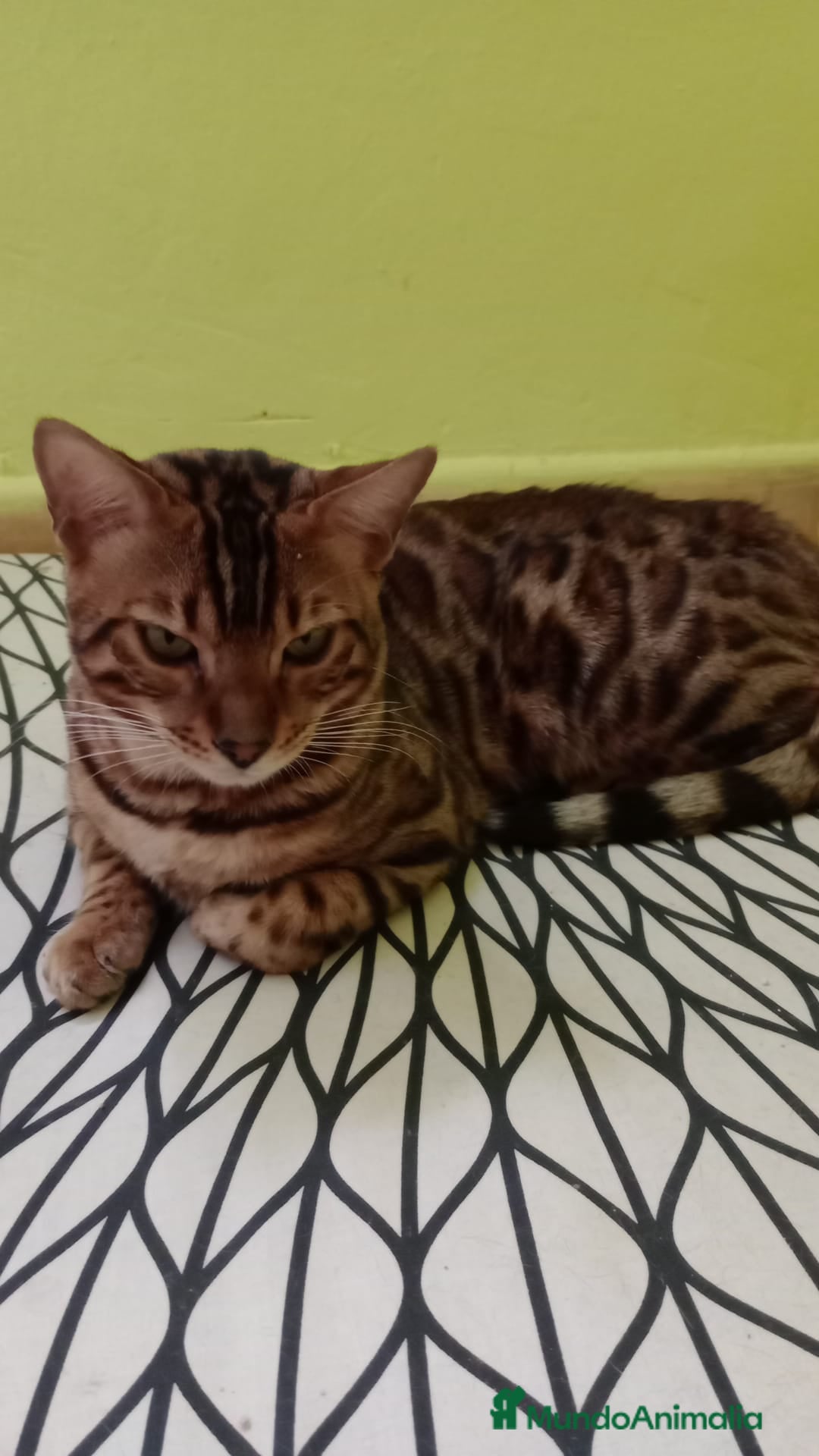 Bengalí gatos en venta: Gatos bengalis tienen 8 meses  - Anuncio 1