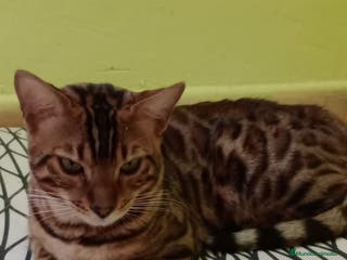Bengalí gatos Gatos bengalis tienen 8 meses - Anuncio 1