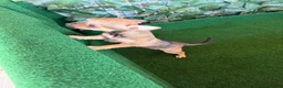 Chihuahua perros en venta: Chihuhua  - Anuncio 4