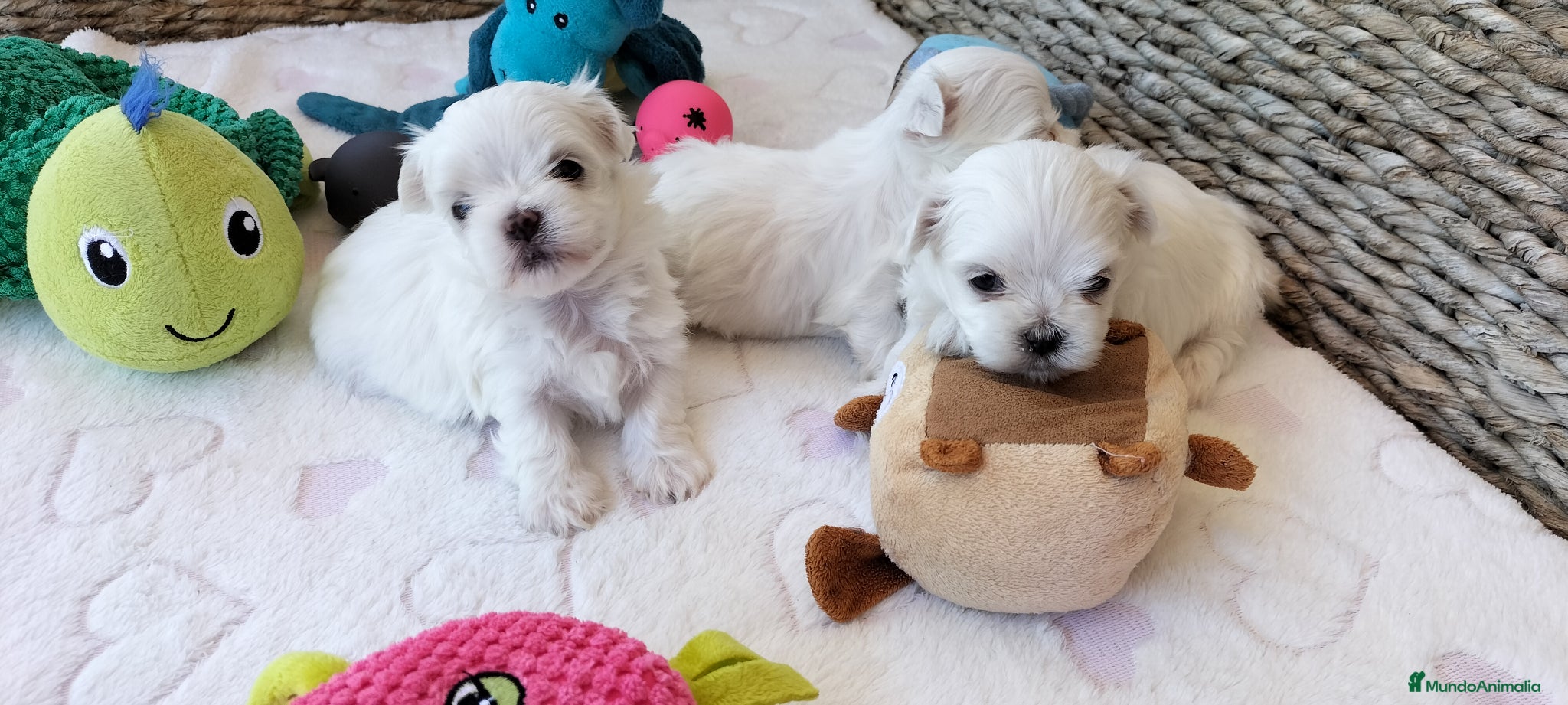 Bichón Maltés perros Preciosos cachorros Shih Tzu de tamaño pequeño - Anuncio 2