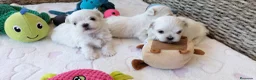 Bichón Maltés perros en venta: Preciosos cachorros Bichón Maltés - Anuncio 2
