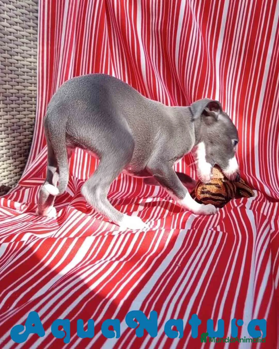 Pequeño Lebrel Italiano perros en venta: Lebrel Italiano Hembra 4 de AB y Omega AQUANATURA - Anuncio 7