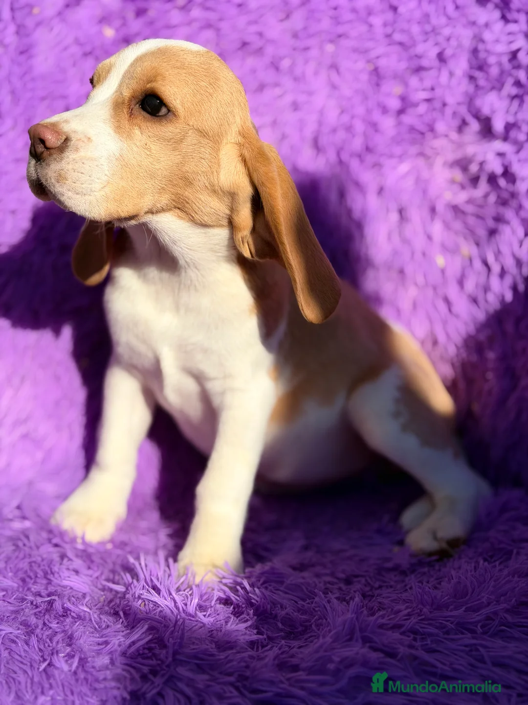Beagle perros en venta: Beagle limón  - Anuncio 9