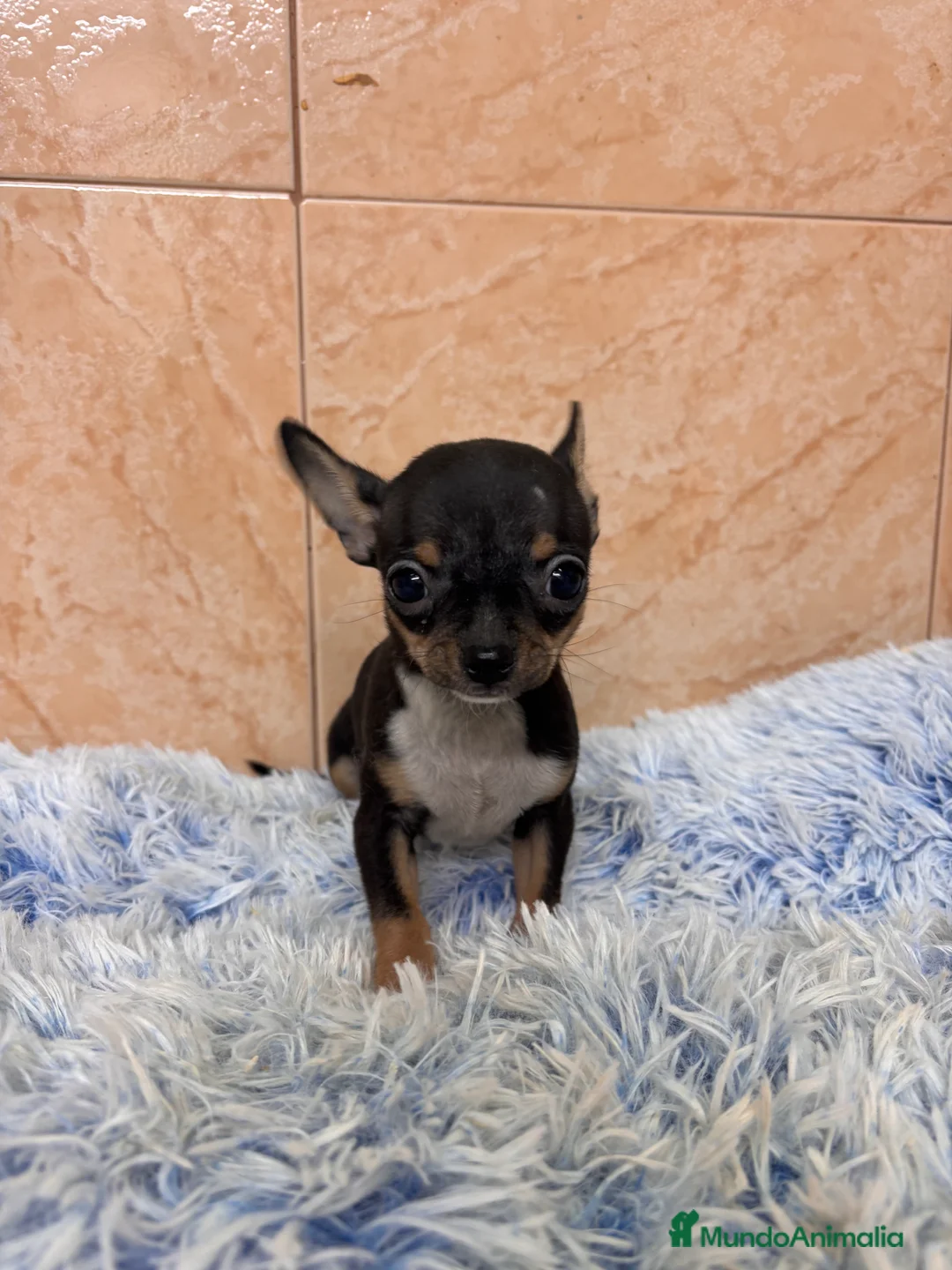 Chihuahua perros en venta: CHIHUAHUAS - Anuncio 2