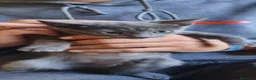 Azul Ruso gatos en venta: Azul Ruso - Anuncio 1