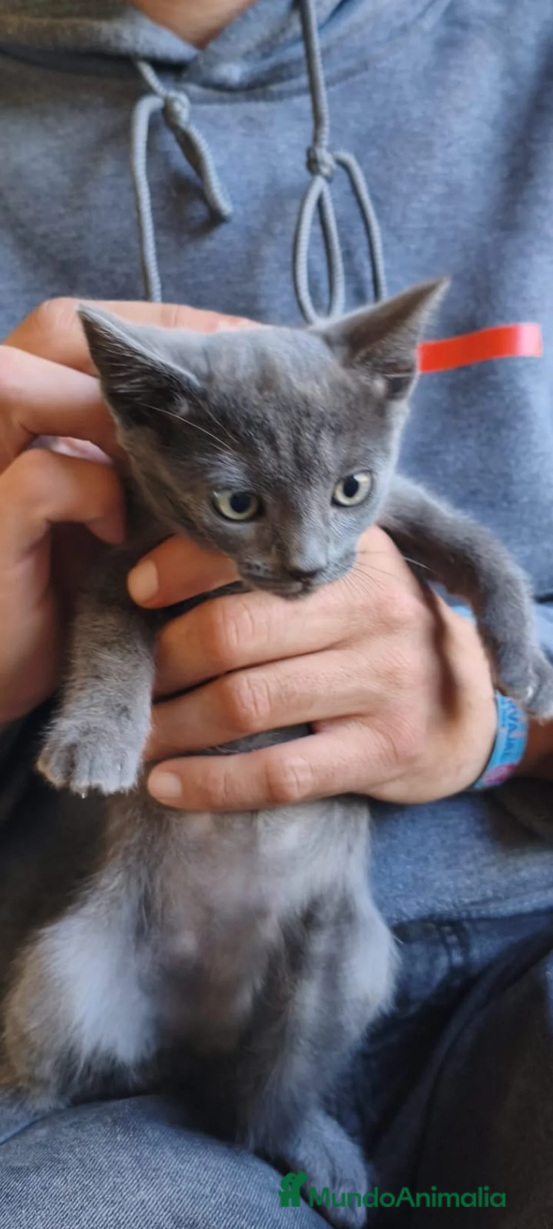 Azul Ruso gatos en venta: Azul Ruso - Anuncio 1