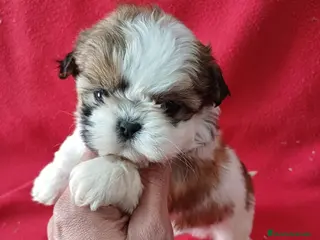 Shih Tzu perros Shitzhu - Anuncio 1