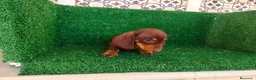 Teckel Miniatura perros en venta: Teckel miniatura  - Anuncio 6