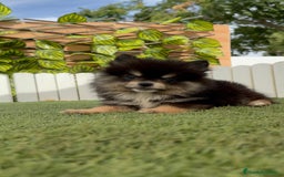 Pomerania perros en venta: POMERANIA HEMBRA - Imagen 4