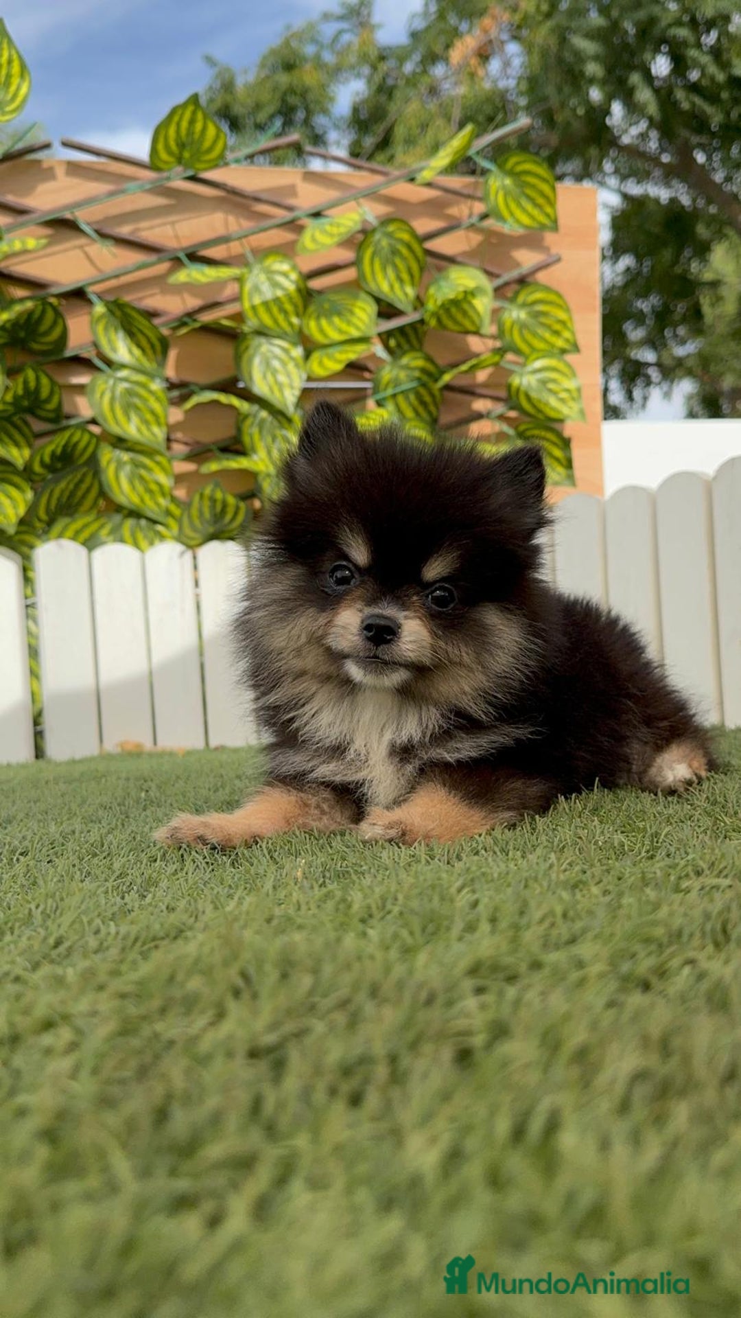Pomerania perros en venta: POMERANIA HEMBRA - Imagen 4