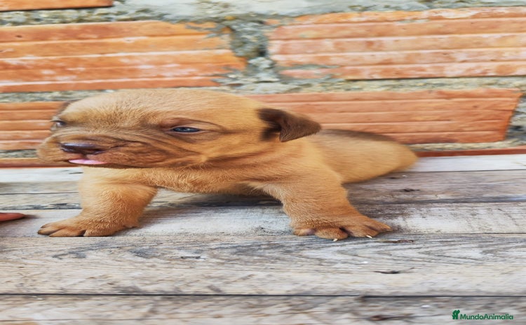 Dogo de Burdeos perros - Anuncio 1