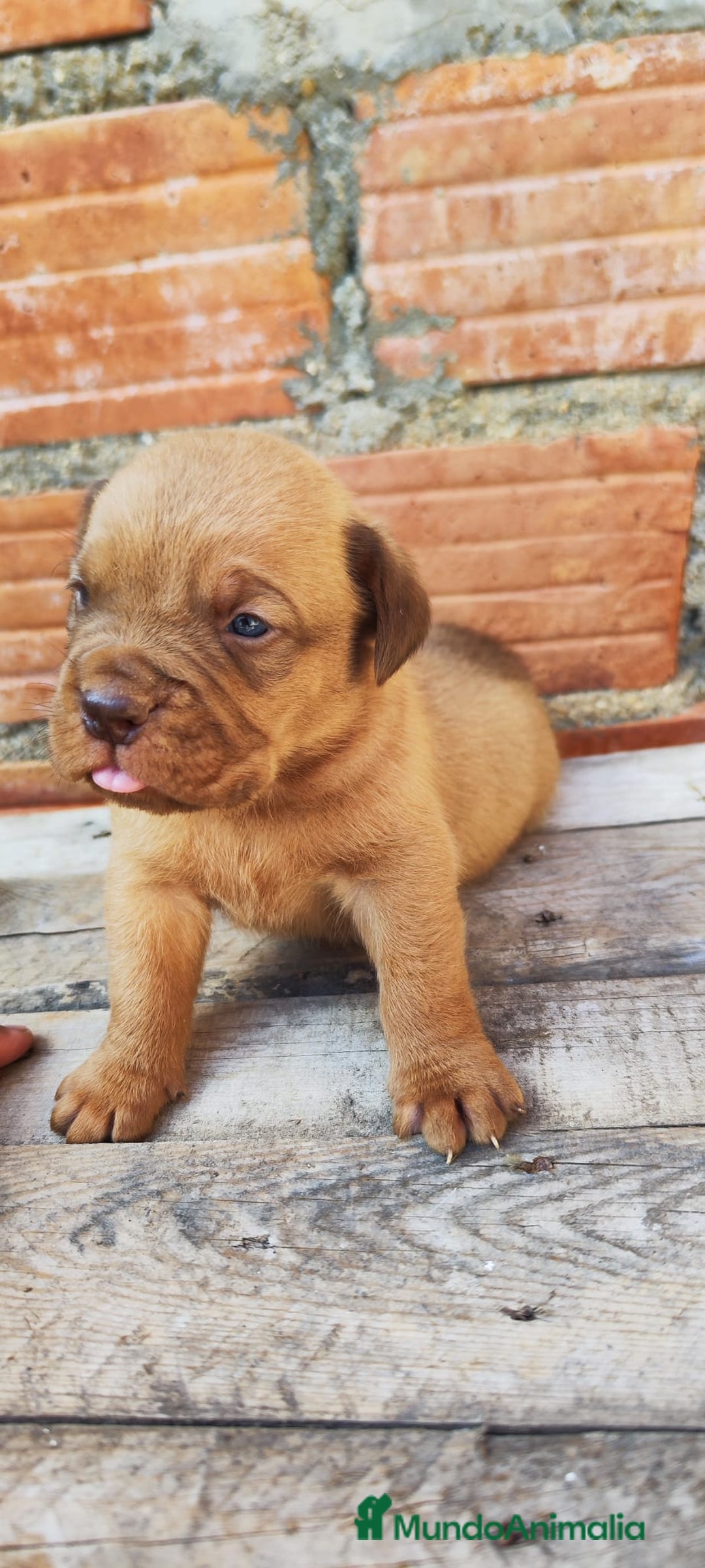 Dogo de Burdeos perros en venta: DOGO BURDEOS 💯 - Imagen 1
