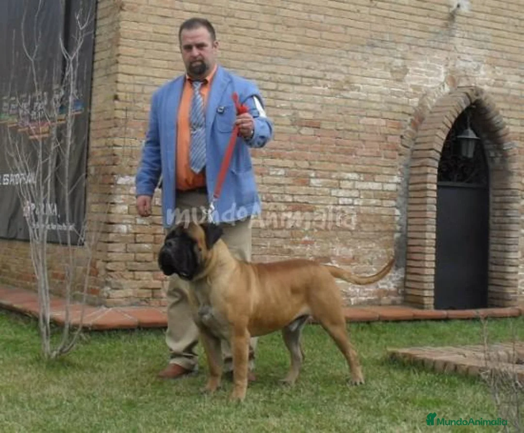 Imagen de galería {{count}}