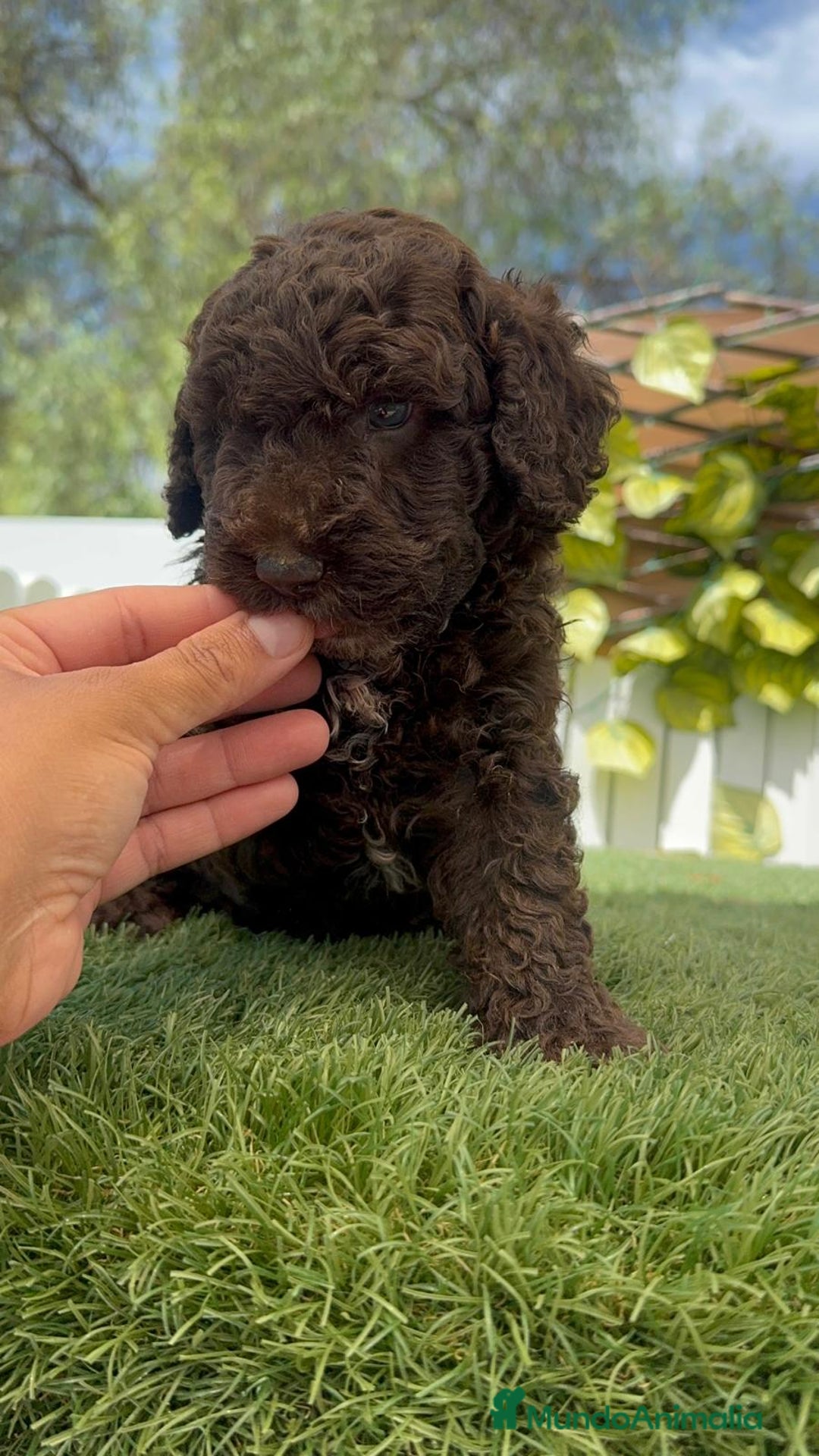 Perro de Agua Español perros en venta: PERRO DE AGUA ESPAÑOL - Imagen 17