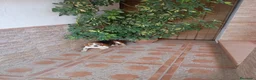 Beagle perros en venta: Beagles con dos vacunas - Anuncio 1