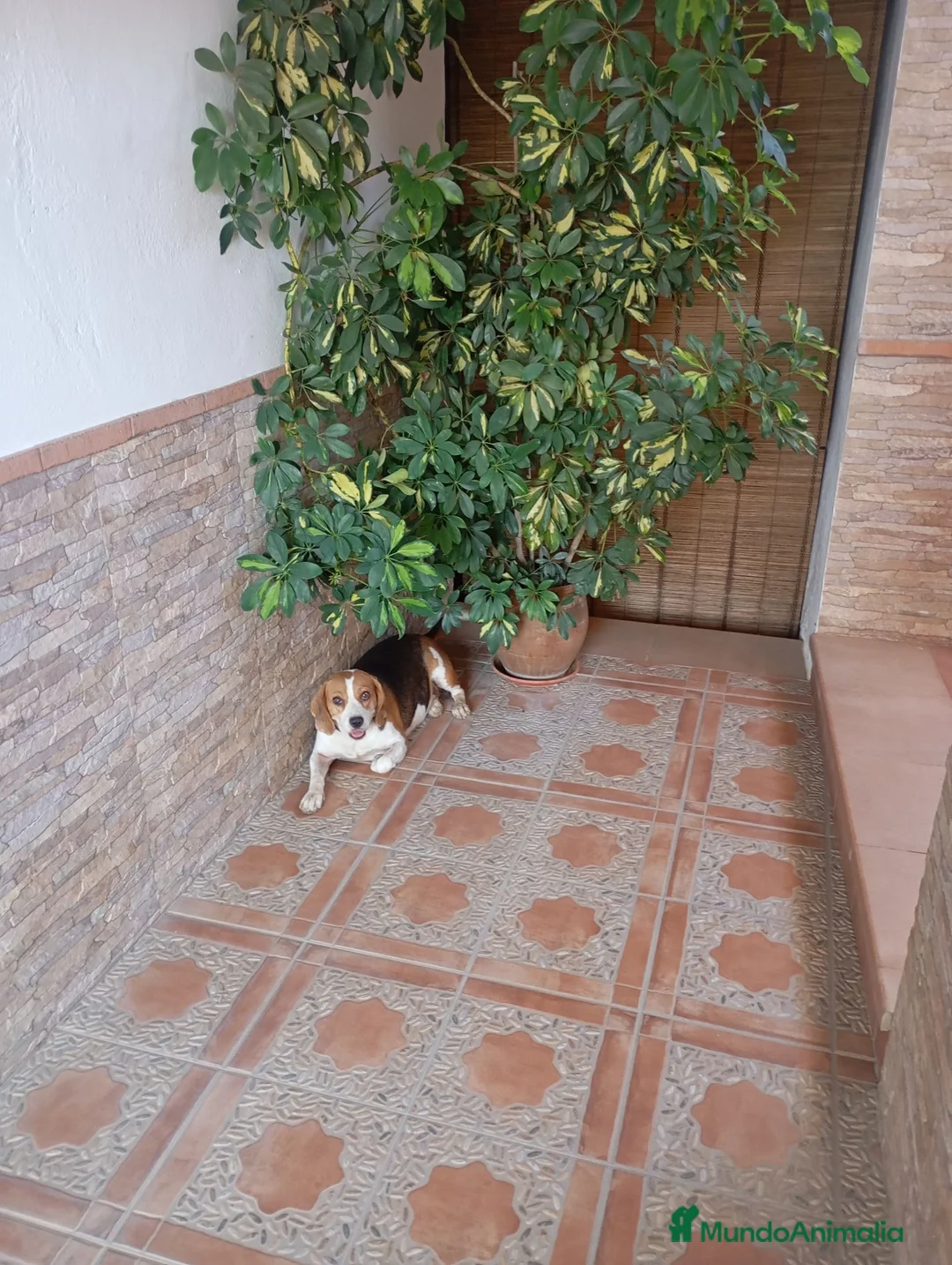 Beagle perros en venta: Beagles con dos vacunas - Anuncio 1