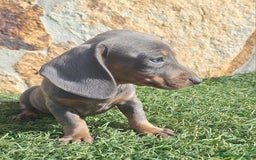 Teckel perros en venta: Macho Blue Teckel - Imagen 3