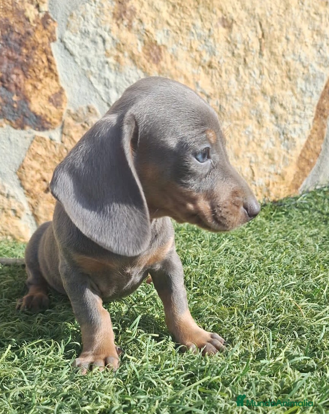 Teckel perros en venta: Macho Blue Teckel - Imagen 3
