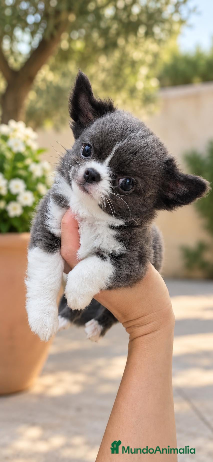 Chihuahua perros Chihuahua Pelo largo - Anuncio 1