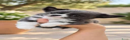Chihuahua perros en venta: Chihuahua Pelo largo - Anuncio 1
