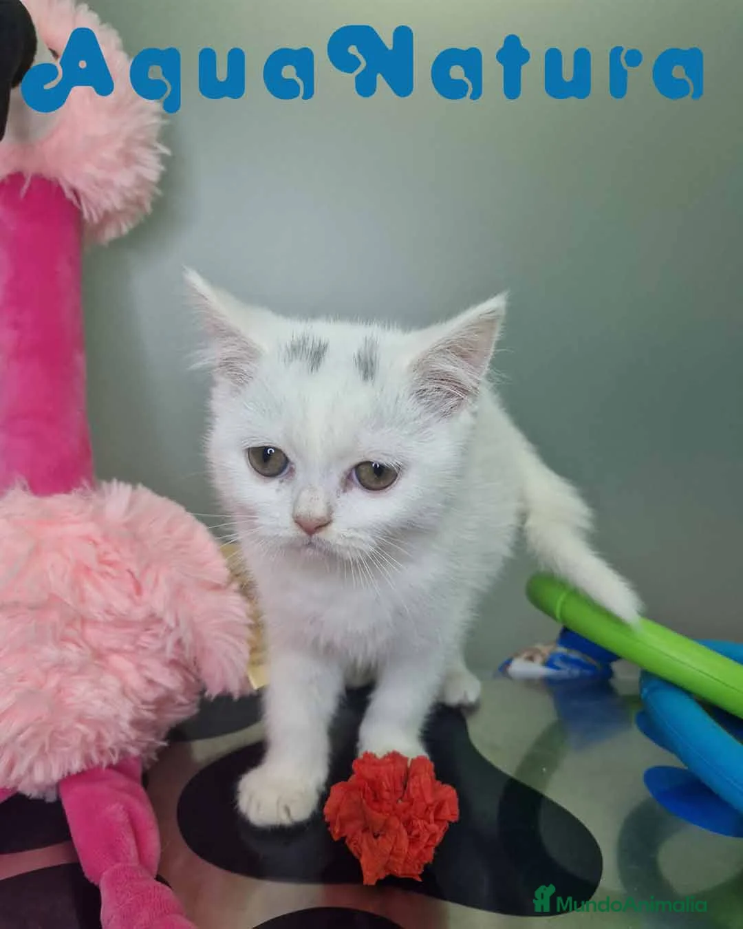 Británico de Pelo Corto gatos en venta: British Shorthair Hembra 1740 AQUANATURA - Anuncio 5