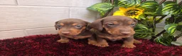 Teckel Miniatura perros en venta: Teckel Miniatura - Anuncio 3