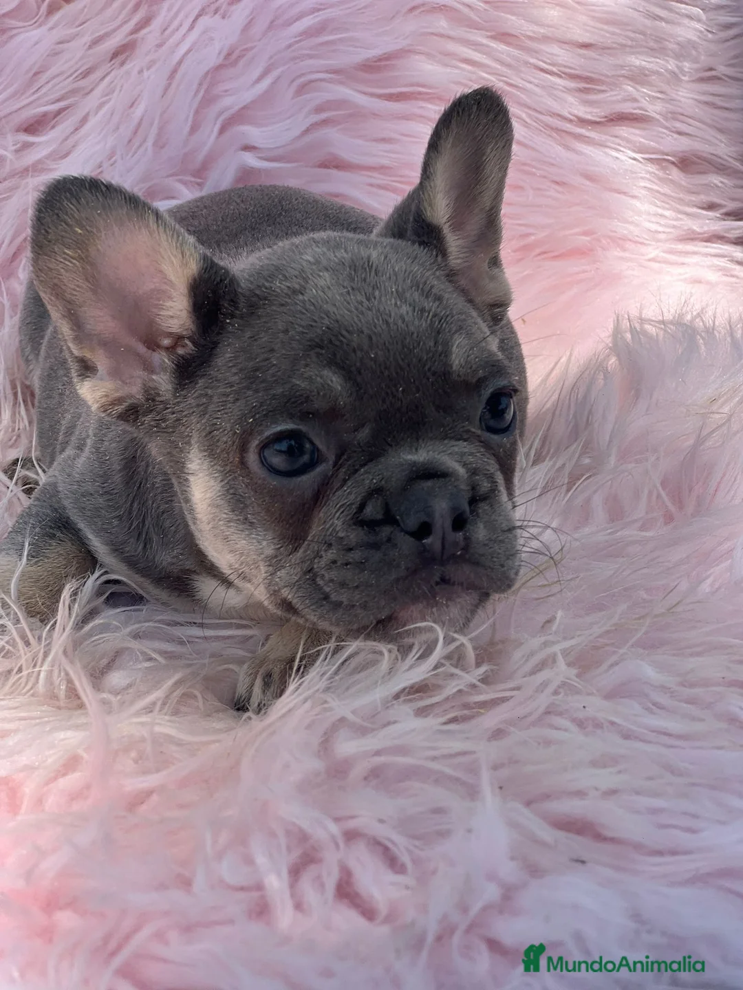 Bulldog Francés perros en venta: Bulldog francés blue and tan - Anuncio 6