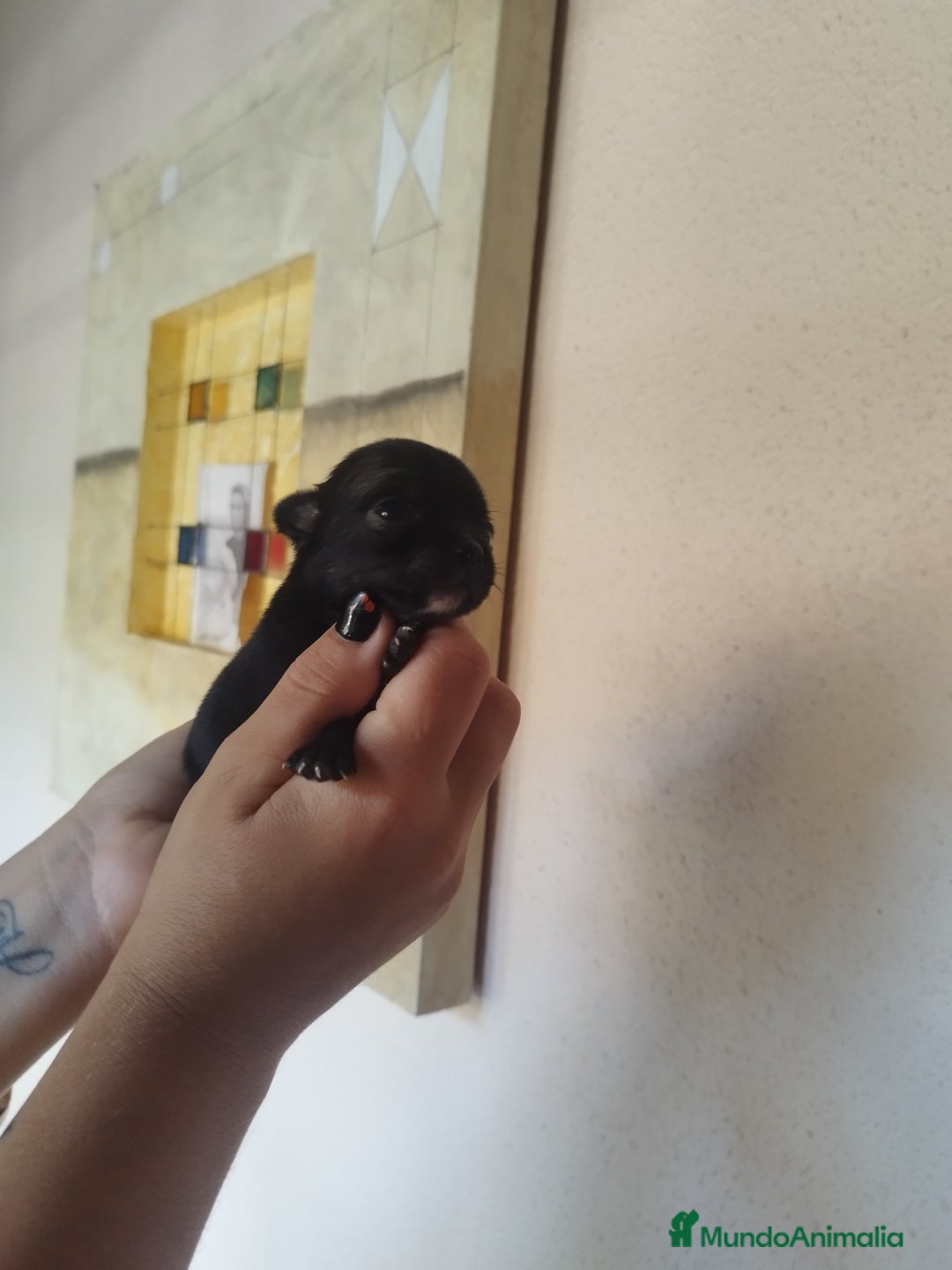 Chihuahua perros en venta: Chihuahua hembra micro toy - Imagen 2